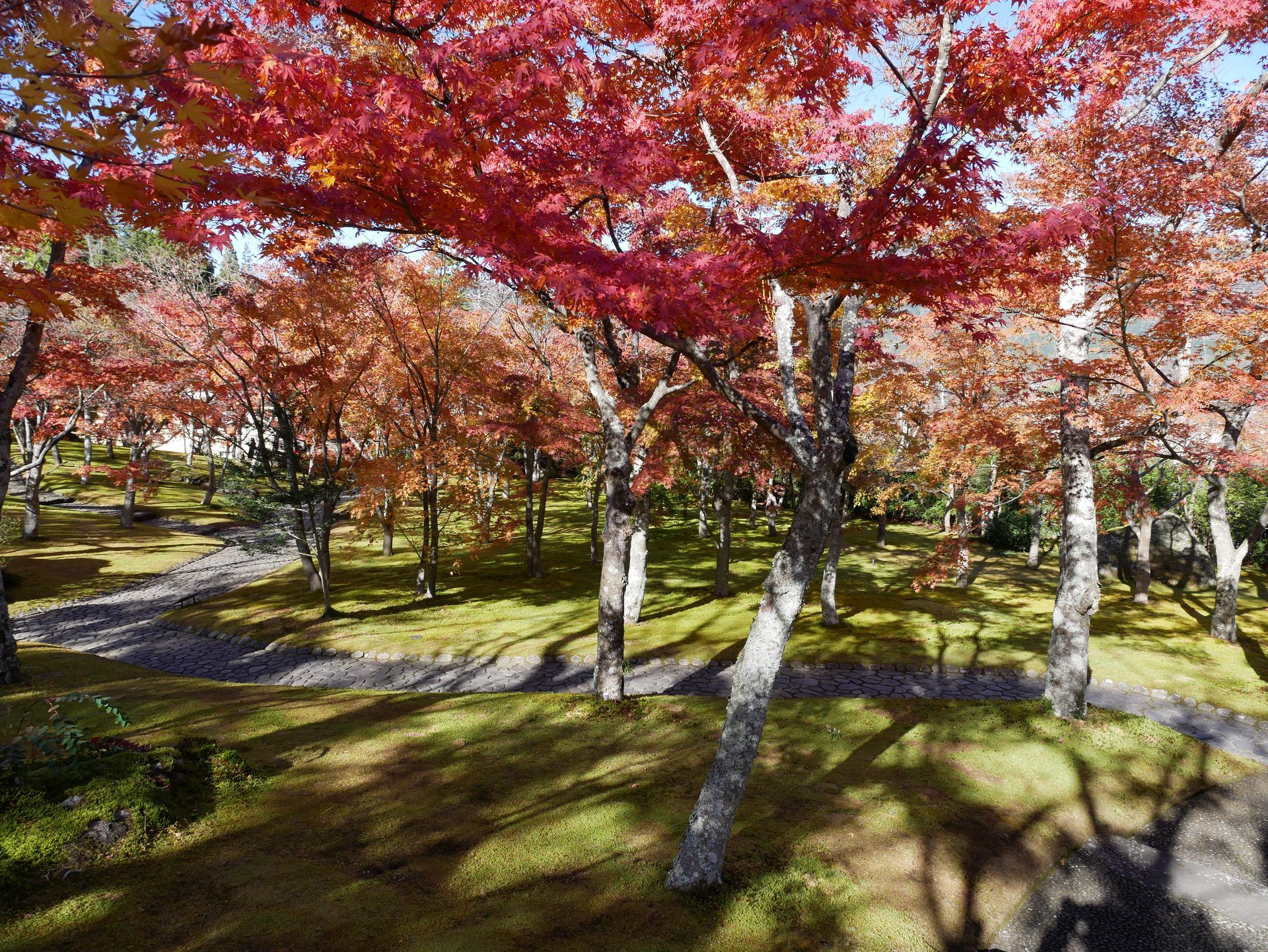 イラスト、写真、箱根美術館の庭園